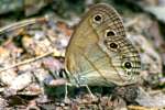 Viola's Wood-satyr Butterfly