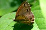 Little Wood-satyr Butterfly