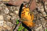 American Lady Butterfly