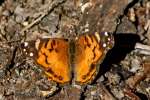 American Lady Butterfly