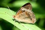 Buckeye Butterfly