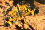 Pearl Crescent Butterfly