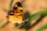 Pearl Crescent Butterfly