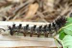 Mourning Cloak Caterpillar