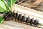 Mourning Cloak Caterpillar