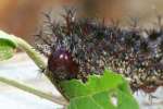 Mourning Cloak Caterpillar