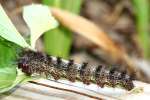 Mourning Cloak Caterpillar