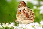 Buckeye Butterfly