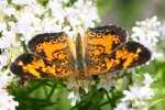 Pearl Crescent Butterfly