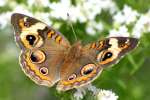 Buckeye Butterfly