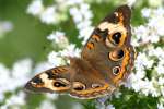 Buckeye Butterfly