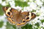 Buckeye Butterfly