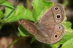 Viola's Wood-satyr Butterfly