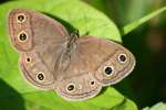 Viola's Wood-satyr Butterfly