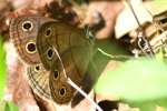 Viola's Wood-satyr Butterfly