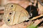 Viola's Wood-satyr Butterfly