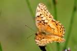 Variegated Fritillary Butterfly