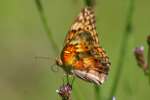 Variegated Fritillary Butterfly