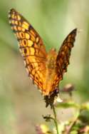 Variegated Fritillary Butterfly