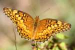 Variegated Fritillary Butterfly