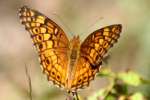 Variegated Fritillary Butterfly