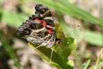 American Lady Butterfly