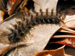 Mourning Cloak Caterpillar