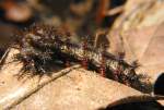 Mourning Cloak Caterpillar