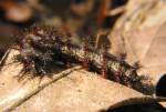 Mourning Cloak Caterpillar