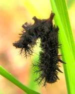 Mourning Cloak Caterpillar