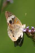 Buckeye Butterfly