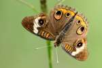 Buckeye Butterfly