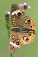 Buckeye Butterfly