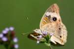 Buckeye Butterfly