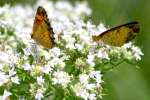 Pearl Crescent Butterfly