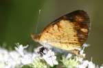 Pearl Crescent Butterfly