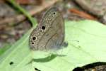 Carolina Satyr Butterfly