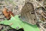 Carolina Satyr Butterfly