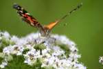 American Lady Butterfly