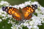 American Lady Butterfly