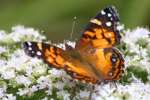 American Lady Butterfly