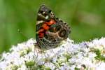 American Lady Butterfly