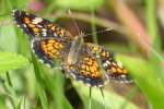 Phaon Crescent Butterfly