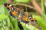 Phaon Crescent Butterfly