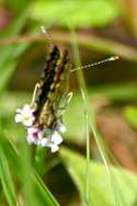 Phaon Crescent Butterfly