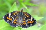 Phaon Crescent Butterfly