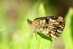 Phaon Crescent Butterfly