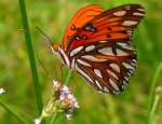 Gulf Fritillary Butterfly