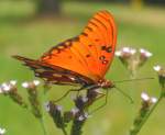 Gulf Fritillary Butterfly