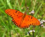 Gulf Fritillary Butterfly